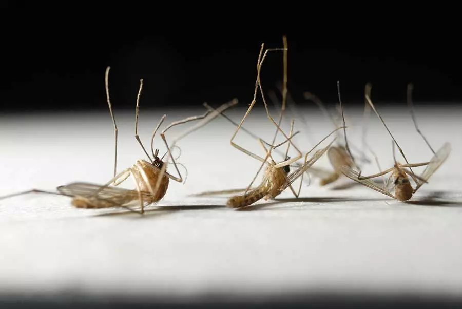 life expectancy of a mosquito