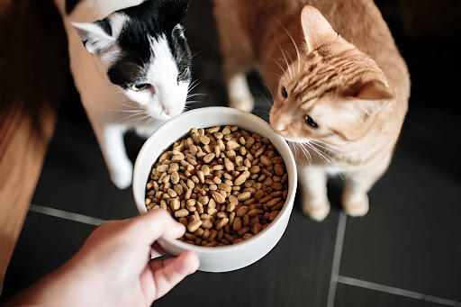 10 Smart Feeding Tips Every Cat Owner Should Know